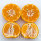 Ponkan Mandarin Budwood citrus plant material online shopping