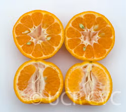 Ponkan Mandarin Budwood citrus plant material online shopping