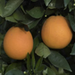 Pehrson #3 Valencia Orange Budwood citrus plant material online shopping
