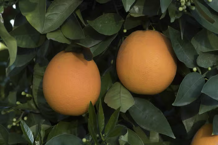 Pehrson #3 Valencia Orange Budwood citrus plant material online shopping