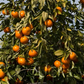 Temple x Dancy Mandarin Hybrid Budwood citrus plant material online shopping