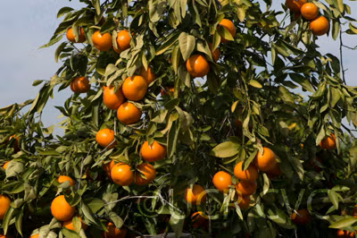 Temple x Dancy Mandarin Hybrid Budwood citrus plant material online shopping