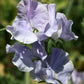 Charlie's Angel Sweet Pea seeds online shopping