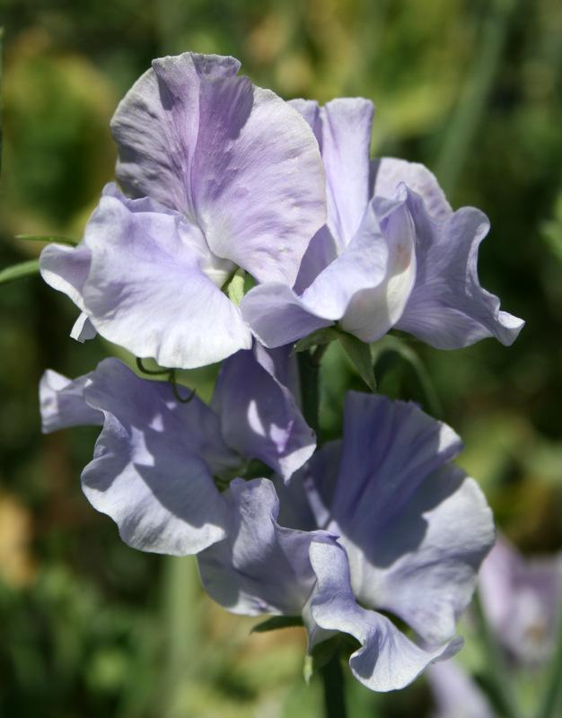 Charlie's Angel Sweet Pea seeds online shopping