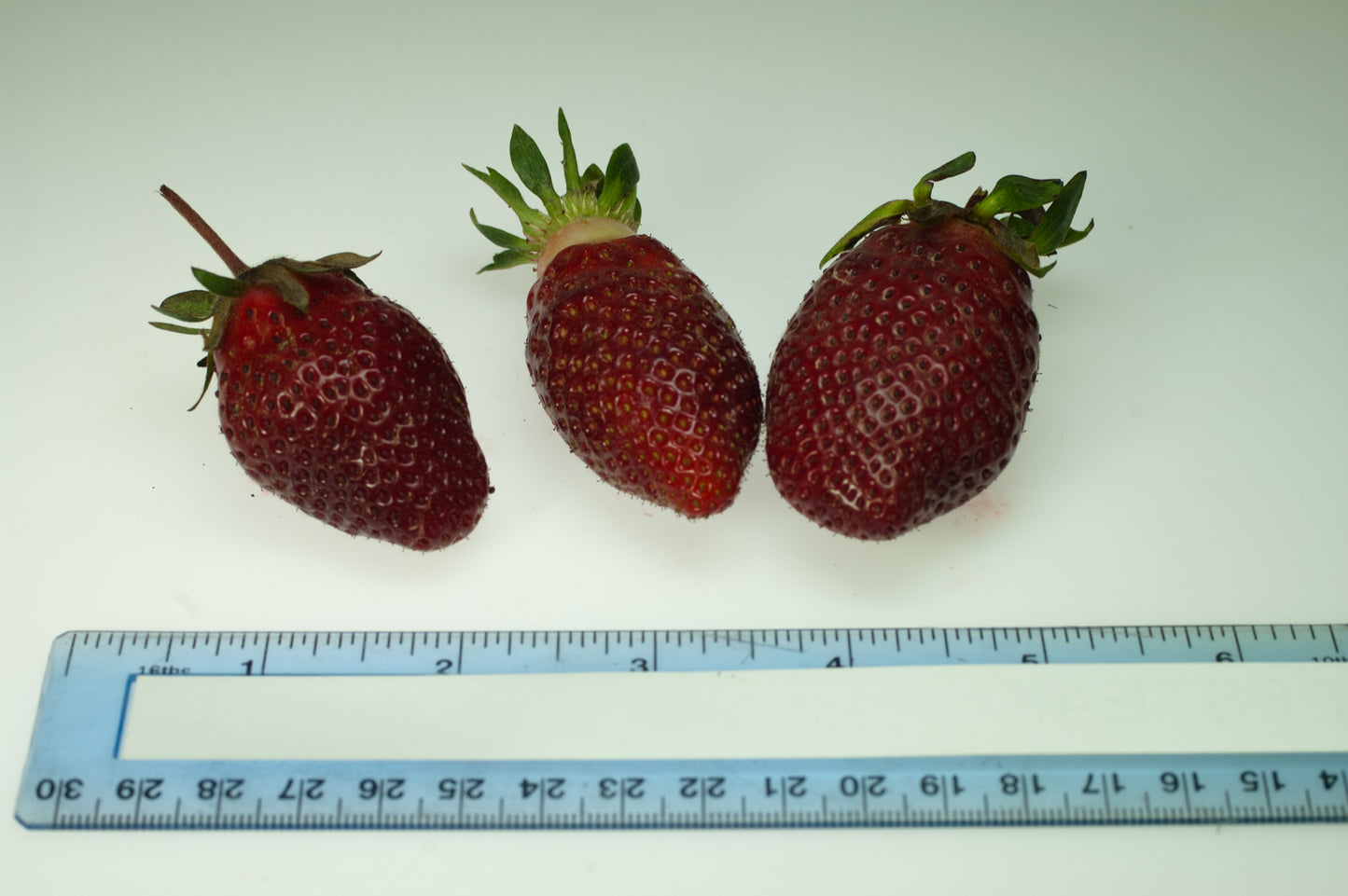 Rutgers D’Light June Bearing Strawberry