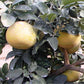 Tahitian Pummelo Budwood citrus plant material online shopping