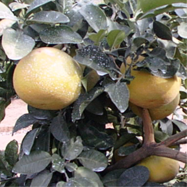 Tahitian Pummelo Budwood citrus plant material online shopping