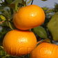 Tango Mandarin Plant citrus plant material online shopping