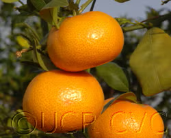 Tango Mandarin Plant citrus plant material online shopping