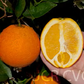Carter Navel Orange Budwood citrus plant material online shopping
