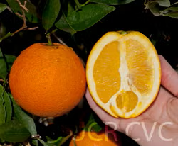 Carter Navel Orange Budwood citrus plant material online shopping