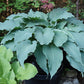 Fleet Week Hosta Plants online shopping