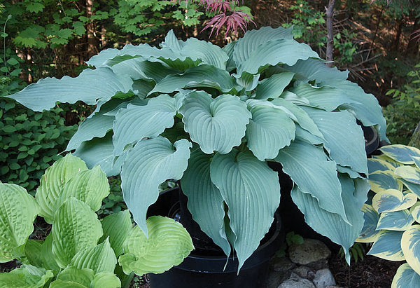Fleet Week Hosta Plants online shopping