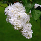 Madame Lemoine Lilac lilac plant online shopping