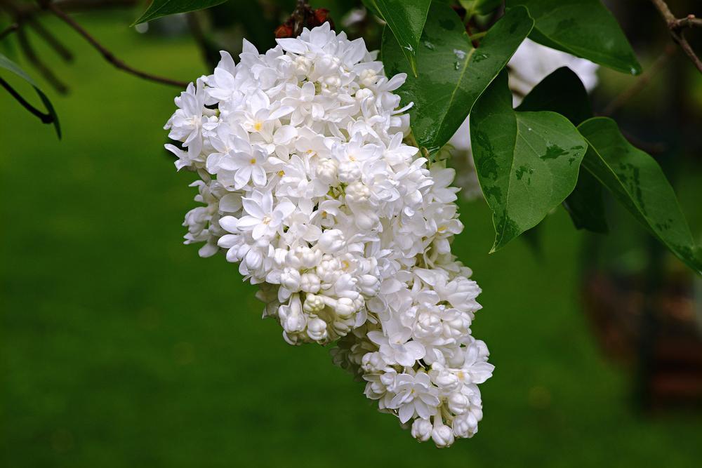 Madame Lemoine Lilac lilac plant online shopping