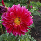 Raspberry Punch Dahlia