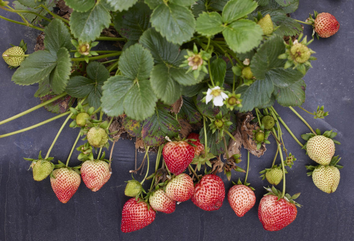 Surfline Early Short Day Strawberry