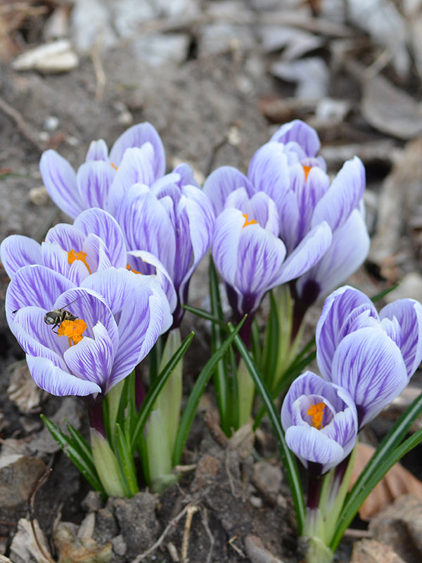Striped Beauty Crocus Corms