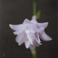 Fujibotan Hosta Plants online shopping