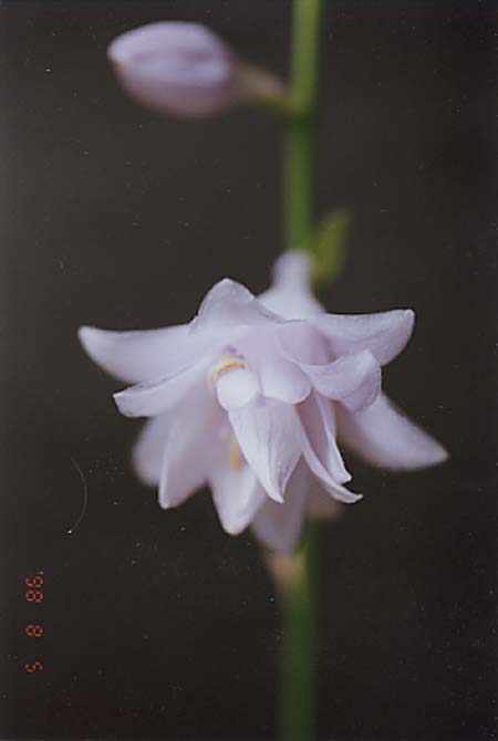 Fujibotan Hosta Plants online shopping
