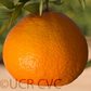 USDA 6-15-150 Mandarin Budwood citrus plant material online shopping