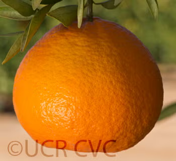 USDA 6-15-150 Mandarin Budwood citrus plant material online shopping