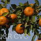 Tieu Mandarin Budwood citrus plant material online shopping