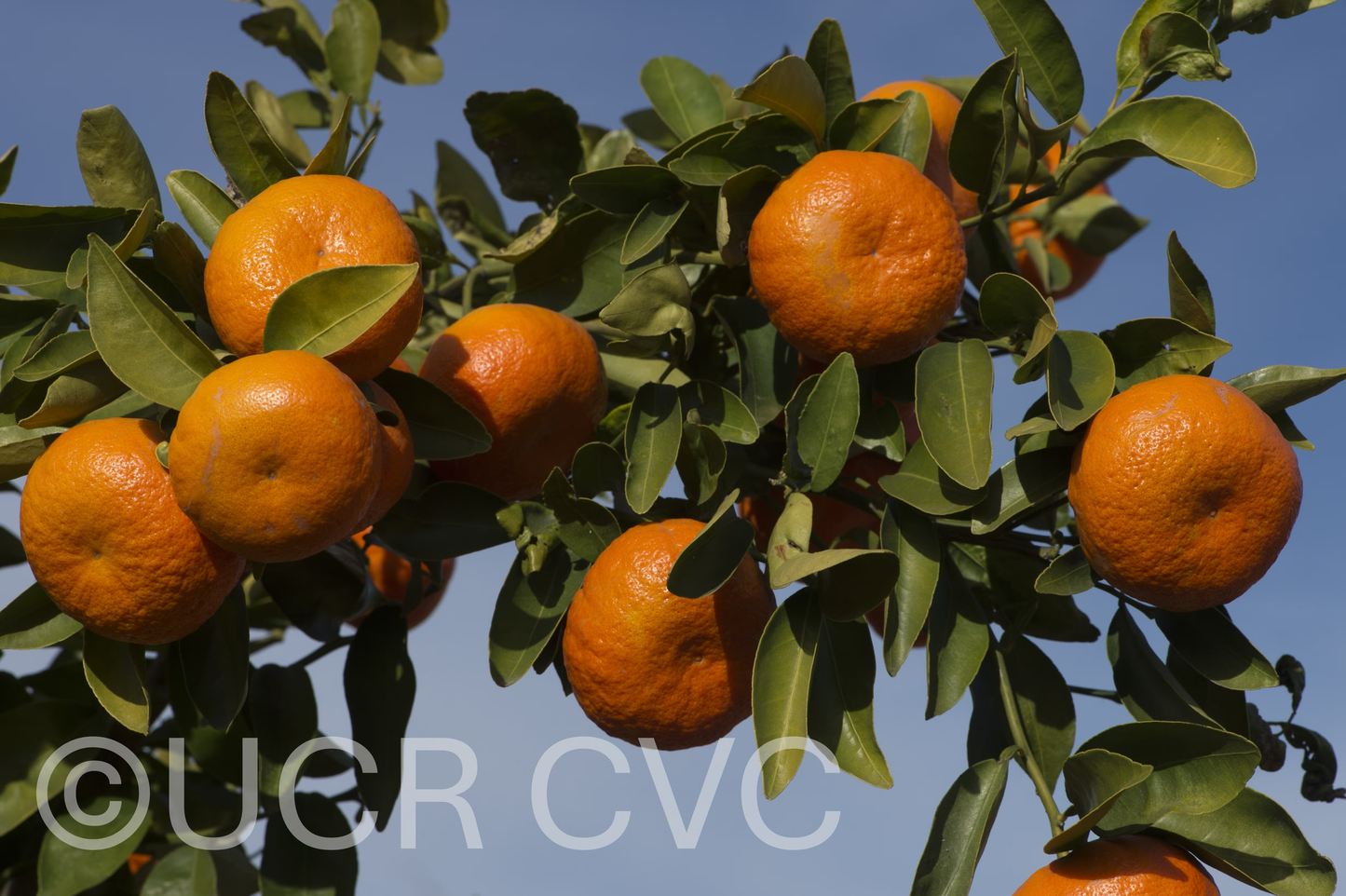 Tieu Mandarin Budwood citrus plant material online shopping