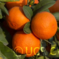 Rangpur Lime Seed citrus plant material online shopping
