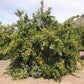 Rubidoux Pummelo Hybrid Budwood citrus plant material online shopping