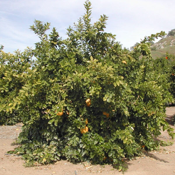 Rubidoux Pummelo Hybrid Budwood citrus plant material online shopping