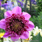 Dad’s Favorite Dahlia