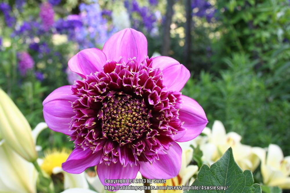 Dad’s Favorite Dahlia
