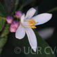 Schaub Rough Lemon Budwood citrus plant material online shopping