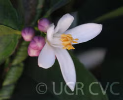 Schaub Rough Lemon Budwood citrus plant material online shopping