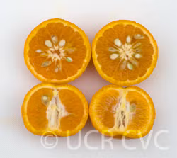 Honey Mandarin Budwood citrus plant material online shopping