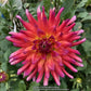 Dragonberry Dahlia Plants online shopping