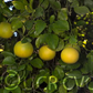 Sacaton Citrumelo Seed citrus plant material online shopping