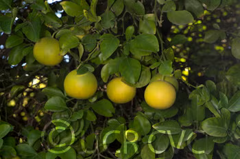 Sacaton Citrumelo Seed