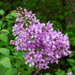 Chinese Lilac lilac plant online shopping