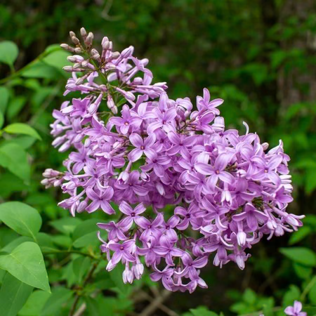 Chinese Lilac lilac plant online shopping
