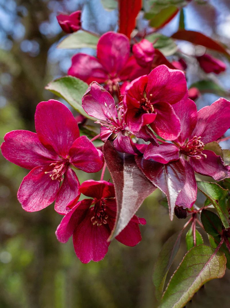 Prairifire Crabapple
