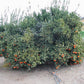 Gold Nugget Mandarin Budwood citrus plant material online shopping