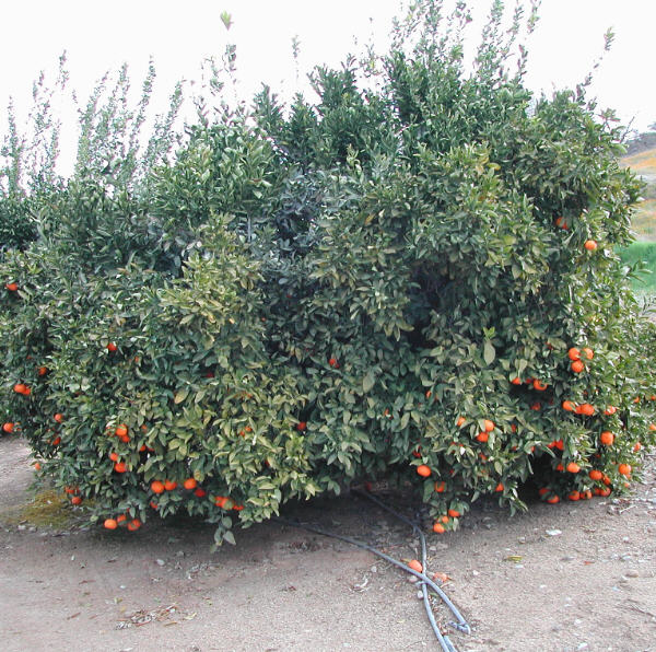 Gold Nugget Mandarin Budwood citrus plant material online shopping