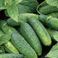 Wisconsin SMR-58 Cucumber Seeds online shopping