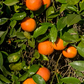 Sanguinello A Pignu Blood Orange Budwood citrus plant material online shopping
