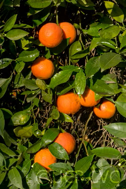 Sanguinello A Pignu Blood Orange Budwood citrus plant material online shopping