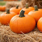 Small Sugar Pumpkin Seeds online shopping