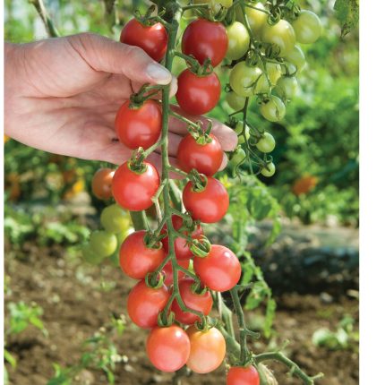 Galahad Organic Tomato