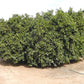 Carter Navel Orange Budwood citrus plant material online shopping